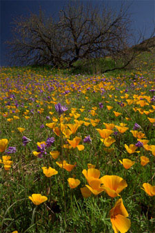 Photo of spring poppies